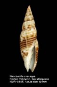 Neocancilla arenacea